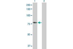 Western Blot analysis of TNFRSF21 expression in transfected 293T cell line by TNFRSF21 MaxPab polyclonal antibody. (TNFRSF21 Antikörper  (AA 1-655))