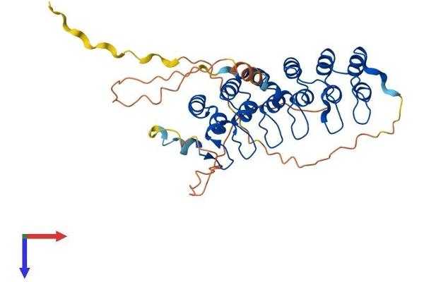 NFKBIB Protein (AA 1-356) (His tag)