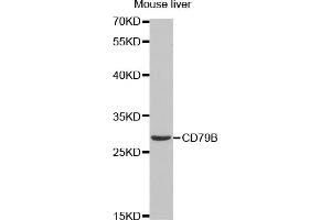 Western blot analysis of extracts of mouse liver, using CD79B antibody (ABIN1871654) at 1:1000 dilution. (CD79b Antikörper)