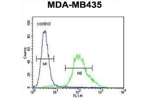 ZNF98 Antibody (C-term) flow cytometric analysis of MDA-MB435 cells (right histogram) compared to a negative control cell (left histogram). (ZNF98 Antikörper  (C-Term))