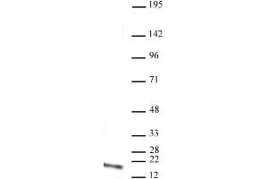 Histone H3 monomethyl Lys4 antibody (mAb) tested by Western blot.