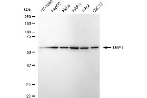 Western blotting analysis using UAP1 antibody (ABIN7800767).