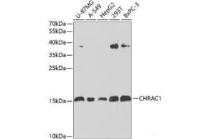 Western blot analysis of extracts of various cell lines using CHRAC1 Polyclonal Antibody at dilution of 1:1000. (CHRAC1 Antikörper)
