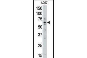 Western blot analysis of anti-MLLT1 Pab in A257 cell line lysate (35ug/lane). (MLLT1 Antikörper  (C-Term))
