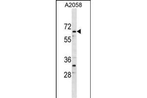 ARID5A Antibody (Center) (ABIN1538378 and ABIN2849205) western blot analysis in  cell line lysates (35 μg/lane). (ARID5A Antikörper  (AA 382-411))