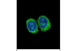 Confocal immunofluorescent analysis of NPC1 Antibody (Center) (ABIN657395 and ABIN2846435) with 293 cell followed by Alexa Fluor 488-conjugated goat anti-rabbit lgG (green). (NPC1 Antikörper  (AA 591-620))