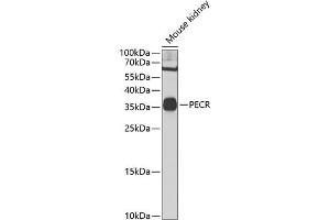 Western blot analysis of extracts of mouse kidney, using PECR Antibody (ABIN6131420, ABIN6145431, ABIN6145432 and ABIN6223034) at 1:1000 dilution. (PECR Antikörper  (AA 24-303))