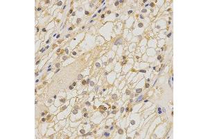 Immunohistochemistry (IHC) image for anti-Claudin 11 (CLDN11) antibody (ABIN1871890) (Claudin 11 Antikörper)