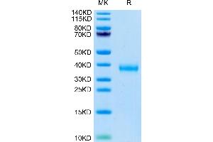 SDS-PAGE (SDS) image for SARS-CoV-2 Spike (B.1.617.2 - delta), (RBD) protein (His tag) (ABIN7274458)