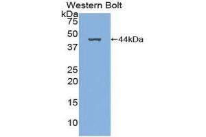 Western Blotting (WB) image for anti-Platelet-Derived Growth Factor C (PDGFC) (AA 23-345) antibody (ABIN3204826) (PDGFC Antikörper  (AA 23-345))