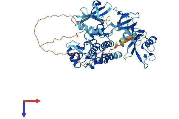 TXK Protein (AA 1-527) (His tag)