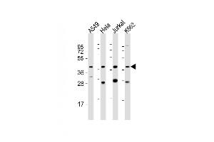 All lanes : Anti-MORF4L1 Antibody (C-Term) at 1:2000 dilution Lane 1: A549 whole cell lysate Lane 2: Hela whole cell lysate Lane 3: Jurkat whole cell lysate Lane 4: K562 whole cell lysate Lysates/proteins at 20 μg per lane. (MORF4L1 Antikörper  (AA 328-360))