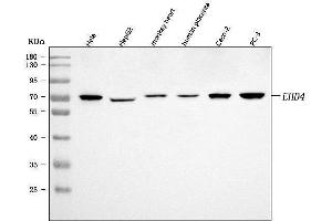 Western blot analysis of EHD4 using anti-EHD4 antibody (ABIN7599824).