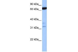 WB Suggested Anti-ZBTB46 Antibody Titration:  0.