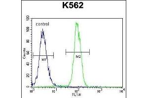 ZN Antibody (N-term) (ABIN655242 and ABIN2844845) flow cytometric analysis of K562 cells (right histogram) compared to a negative control cell (left histogram). (ZNF619 Antikörper  (N-Term))