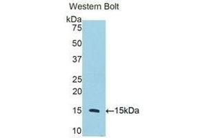 Western Blotting (WB) image for anti-CD59 (CD59) (AA 25-104) antibody (ABIN2118198) (CD59 Antikörper  (AA 25-104))