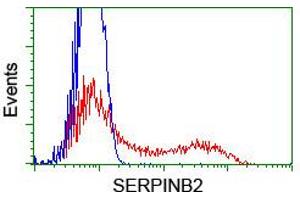 HEK293T cells transfected with either RC203139 overexpress plasmid (Red) or empty vector control plasmid (Blue) were immunostained by anti-SERPINB2 antibody (ABIN2455294), and then analyzed by flow cytometry. (SERPINB2 Antikörper)