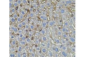 Immunohistochemistry of paraffin-embedded Mouse liver using TGFA Polyclonal Antibody (TGFA Antikörper)