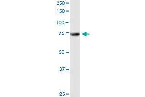 Immunoprecipitation of ATG7 transfected lysate using anti-ATG7 MaxPab rabbit polyclonal antibody and Protein A Magnetic Bead , and immunoblotted with ATG7 purified MaxPab mouse polyclonal antibody (B01P) .