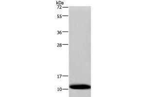 Western Blot analysis of Human fetal liver tissue using COX6B1 Polyclonal Antibody at dilution of 1:1200 (COX6B1 Antikörper)