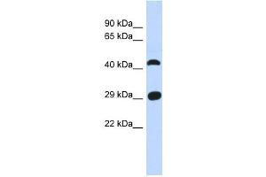 C4ORF22 antibody used at 1 ug/ml to detect target protein. (C4orf22 Antikörper  (N-Term))