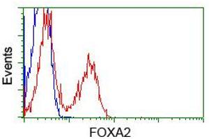 Image no. 2 for anti-Forkhead Box A2 (FOXA2) (AA 300-458) antibody (ABIN1491367) (FOXA2 Antikörper  (AA 300-458))