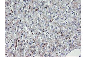 Immunohistochemical staining of paraffin-embedded Human liver tissue using anti-NRIP3 mouse monoclonal antibody. (NRIP3 Antikörper)