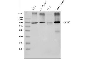 Western blot analysis of MCM5 using anti-MCM5 antibody (ABIN7600583). (MCM5 Antikörper  (AA 206-723))