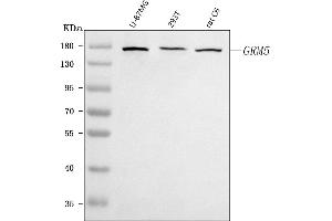 Western blot analysis of Metabotropic Glutamate Receptor 5/GRM5 using anti-Metabotropic Glutamate Receptor 5/GRM5 antibody (ABIN7601751).