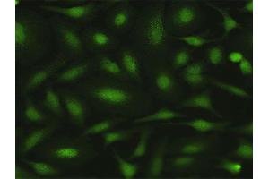 Immunofluorescence of purified MaxPab antibody to MPZL1 on HeLa cell. (MPZL1 Antikörper  (AA 1-269))