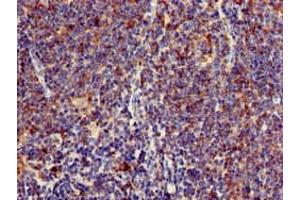 Immunohistochemistry of paraffin-embedded human lymph node tissue using ABIN7158646 at dilution of 1:100 (BC055111 Antikörper  (AA 1-418))
