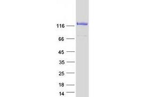 NCOA7 Protein (Transcript Variant 1) (Myc-DYKDDDDK Tag)