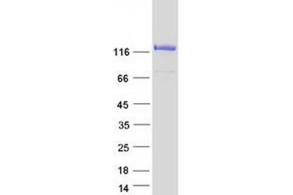 NCOA7 Protein (Transcript Variant 1) (Myc-DYKDDDDK Tag)