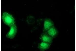 Anti-DNAJB1 mouse monoclonal antibody (ABIN2454094) immunofluorescent staining of COS7 cells transiently transfected by pCMV6-ENTRY DNAJB1 (RC201762). (DNAJB1 Antikörper)