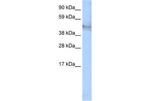 Western Blotting (WB) image for anti-Keratin 14 (KRT14) antibody (ABIN2463775) (KRT14 Antikörper)