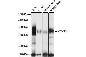 Western blot analysis of extracts of various cell lines, using MTMR4 antibody (ABIN7268764) at 1:1000 dilution. (MTMR4 Antikörper  (AA 920-1195))