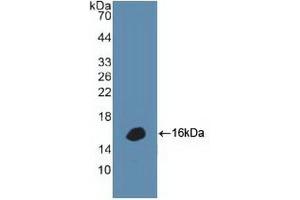 Western blot analysis of recombinant Human DEFa1. (alpha Defensin 1 Antikörper  (AA 20-94))