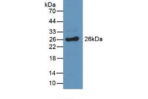 Detection of Recombinant GSTa3, Mouse using Polyclonal Antibody to Glutathione S Transferase Alpha 3 (GSTa3) (GSTA3 Antikörper  (AA 1-221))