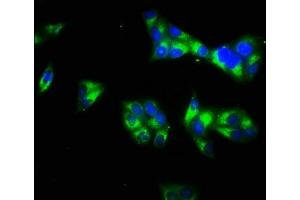 Immunofluorescence staining of Hela cells with ABIN7157894 at 1:66, counter-stained with DAPI. (Laminin gamma 1 Antikörper  (AA 1333-1607))