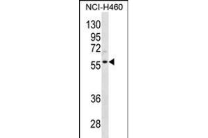 CCNL2 Antibody (Center) (ABIN656330 and ABIN2845629) western blot analysis in NCI- cell line lysates (35 μg/lane). (Cyclin L2 Antikörper  (AA 338-366))