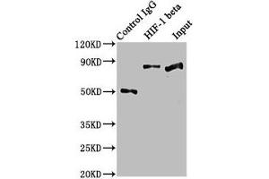 Immunoprecipitating HIF-1 beta in Hela whole cell lysate Lane 1: Rabbit control IgG instead of ABIN7127344 in Hela whole cell lysate. (Rekombinanter ARNT Antikörper)