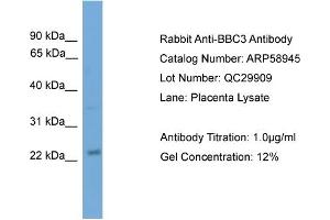 WB Suggested Anti-BBC3  Antibody Titration: 0. (PUMA Antikörper  (N-Term))