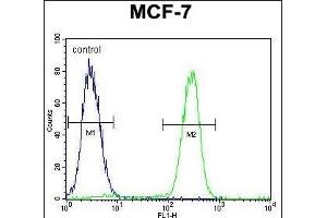 RACG Antibody (N-term) 1461a flow cytometric analysis of MCF-7 cells (right histogram) compared to a negative control cell (left histogram).