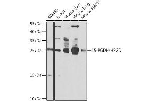Western blot analysis of extracts of various cell lines, using 15-PGDH/15-PGDH/HPGD antibody (ABIN6127305, ABIN6141966, ABIN6141967 and ABIN6222666) at 1:1000 dilution. (HPGD Antikörper  (AA 1-266))