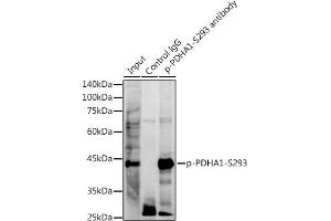 Immunoprecipitation analysis of 300 μg extracts of NIH/3T3 cells using 3 μg Phospho-PDH-S293 antibody (ABIN7269768). (PDHA1 Antikörper  (pSer293))