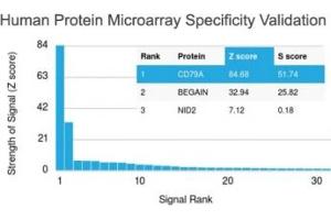 Analysis of HuProt(TM) microarray containing more than 19,000 full-length human proteins using CD79a antibody (clone IGA/1790R). (Rekombinanter CD79a Antikörper  (AA 202-216))