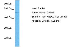 Host: Rabbit Target Name: GATA2 Sample Tissue: Human HepG2 Whole Cell Antibody Dilution: 1ug/ml (GATA2 Antikörper  (N-Term))