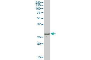 Western Blotting (WB) image for anti-Proteasome (Prosome, Macropain) 26S Subunit, Non-ATPase, 9 (PSMD9) (AA 1-223) antibody (ABIN948341)