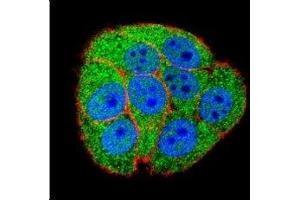 Immunofluorescence (IF) image for anti-X-Ray Repair Complementing Defective Repair in Chinese Hamster Cells 5 (Double-Strand-Break Rejoining) (XRCC5) (AA 424-450) antibody (ABIN3029653)