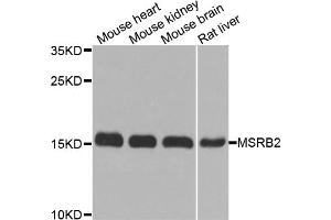 Western blot analysis of extracts of various cell lines, using MSRB2 antibody. (MSRB2 Antikörper)